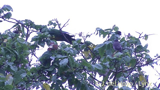 Masked Shining-Parrot - ML201437111