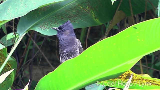 Bulbul à ventre rouge - ML201437121