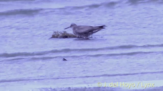 Playero de Alaska - ML201437151