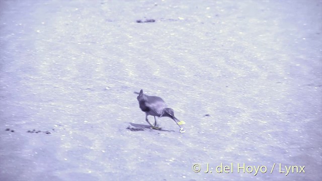 Wandering Tattler - ML201437161