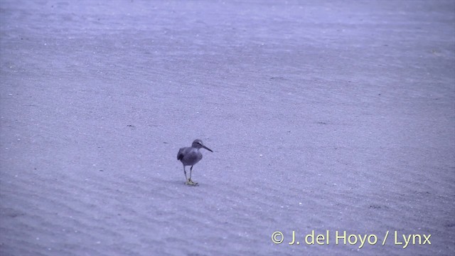 Playero de Alaska - ML201437171