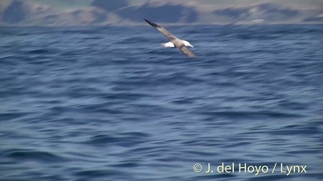 Albatros de Salvin - ML201437231