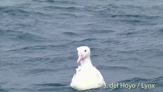 Southern Royal Albatross - ML201437251