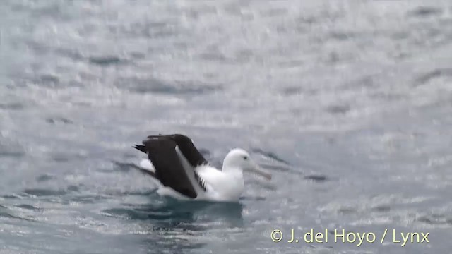 Northern Royal Albatross - ML201437261