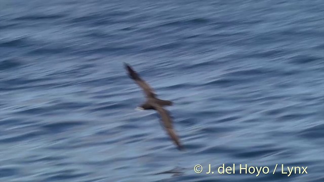 White-chinned Petrel - ML201437281