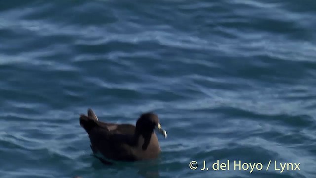 White-chinned Petrel - ML201437291