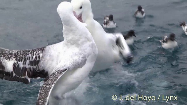 Southern Royal Albatross - ML201437321