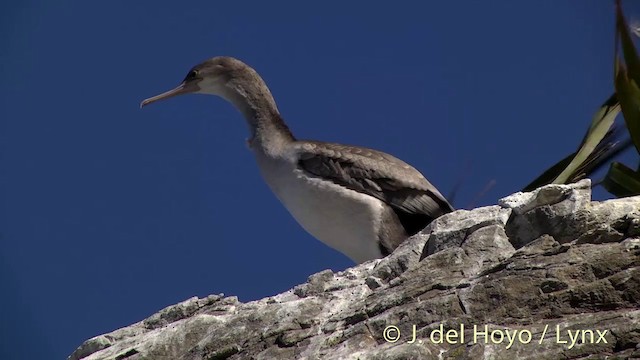 Cormoran moucheté - ML201437341