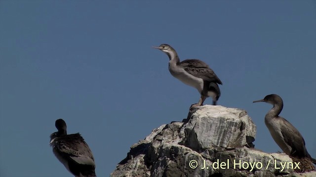 Cormorán Moteado - ML201437351