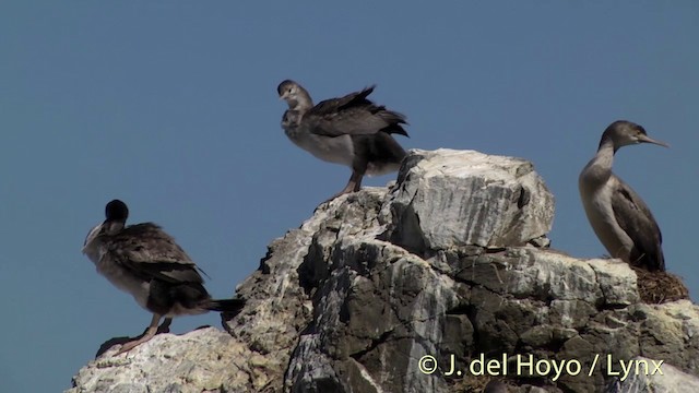 Cormorán Moteado - ML201437361