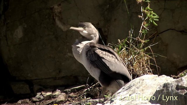 Cormorán Moteado - ML201437371