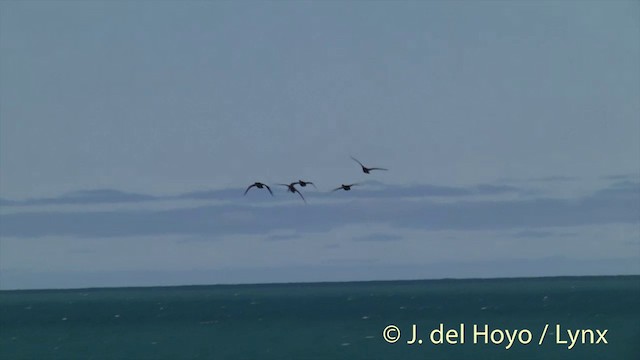 Spotted Shag - ML201437381