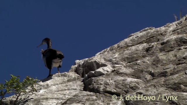 Spotted Shag - ML201437391