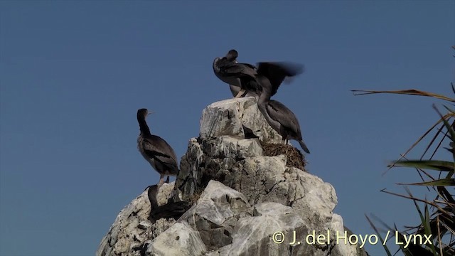 Spotted Shag - ML201437401