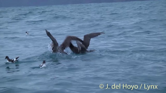 Northern Giant-Petrel - ML201437421