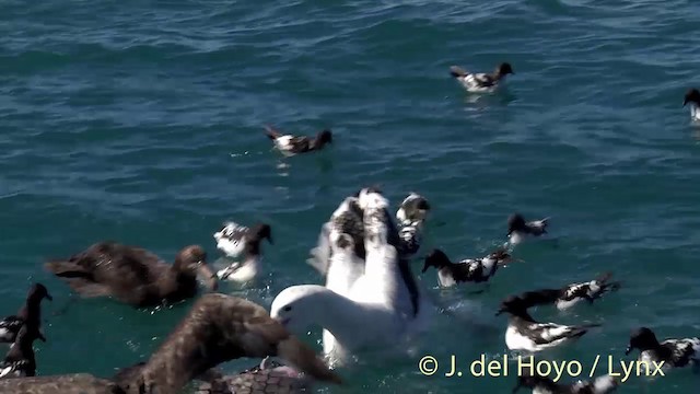 Northern Giant-Petrel - ML201437511