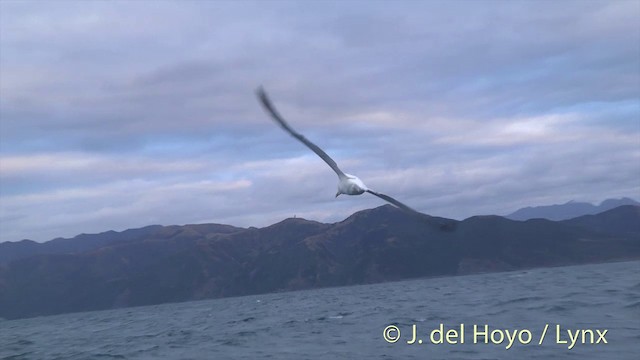 Albatros de las Antípodas (gibsoni) - ML201437521