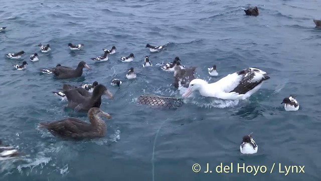 Albatros des Antipodes (gibsoni) - ML201437531