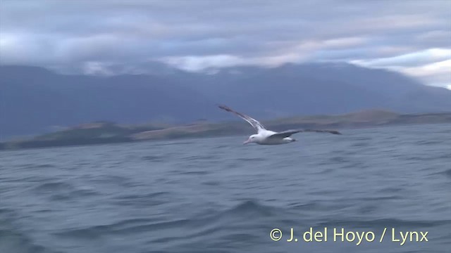 Antipodean Albatross (gibsoni) - ML201437541