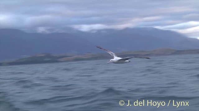 Antipodean Albatross (Gibson's) - ML201437541