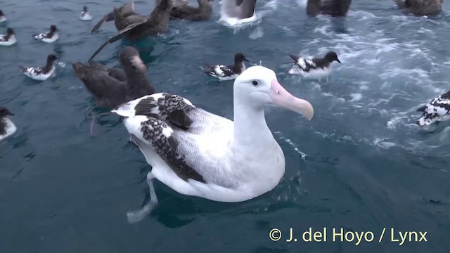 Albatros de las Antípodas (gibsoni) - ML201437551