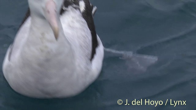 Albatros de las Antípodas (gibsoni) - ML201437561