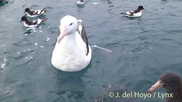 Antipodean Albatross (gibsoni) - ML201437581