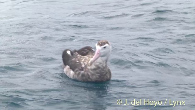 Albatros de las Antípodas (gibsoni) - ML201437591