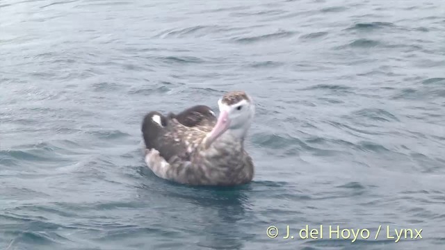 Antipodenalbatros (gibsoni) - ML201437591