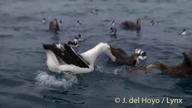 Albatros des Antipodes (gibsoni) - ML201437601