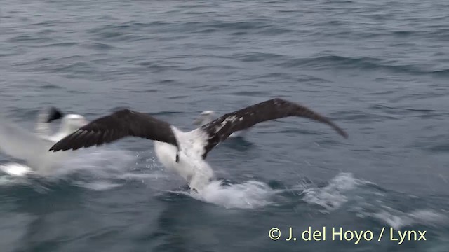 Albatros des Antipodes (gibsoni) - ML201437611