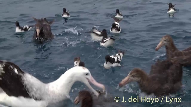 Antipodean Albatross (gibsoni) - ML201437621