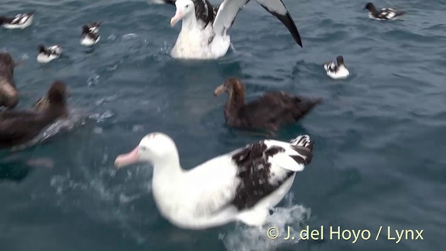 Albatros de las Antípodas (gibsoni) - ML201437631