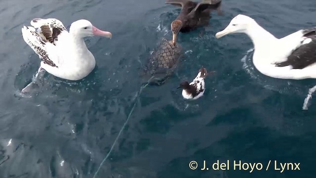 Albatros des Antipodes (gibsoni) - ML201437641