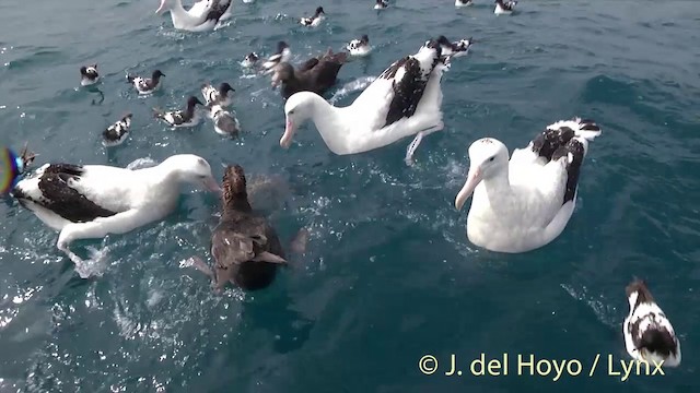 Albatros de las Antípodas (gibsoni) - ML201437651
