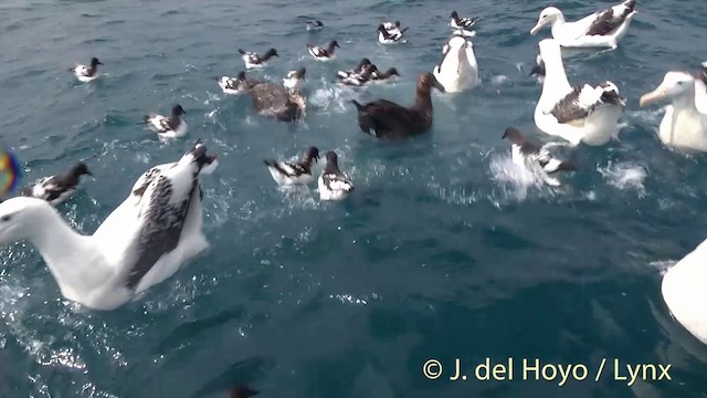 Albatros de las Antípodas (gibsoni) - ML201437661