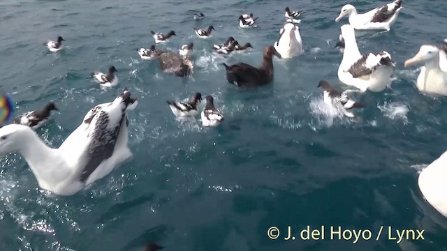 Antipodean Albatross (Gibson's) - ML201437661