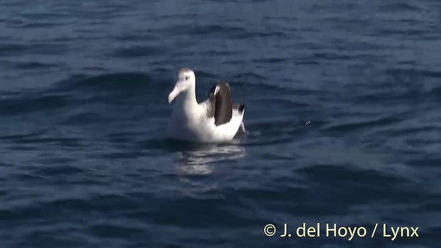 Antipodean Albatross (gibsoni) - ML201437671