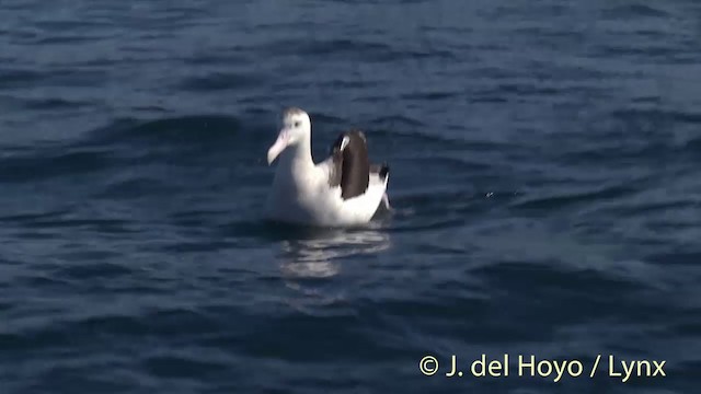 Antipodenalbatros (gibsoni) - ML201437671