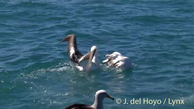 Albatros de las Antípodas (gibsoni) - ML201437691