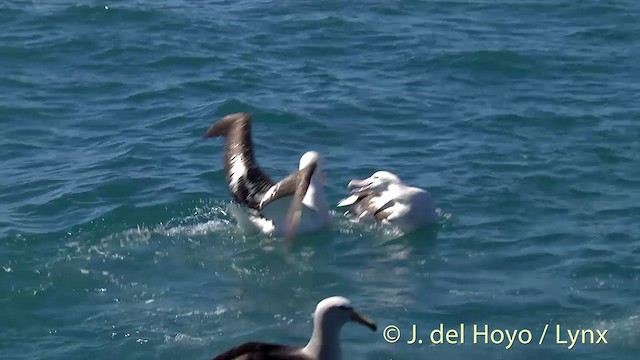 albatros jižní (ssp. gibsoni) - ML201437691