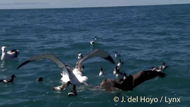 Antipodean Albatross (Gibson's) - ML201437701