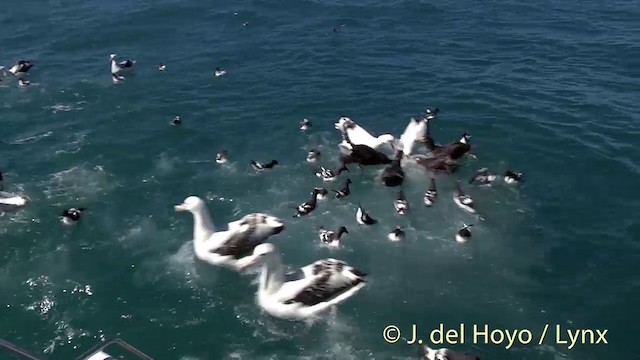 Albatros de las Antípodas (gibsoni) - ML201437711