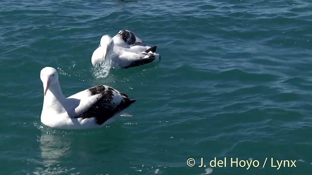 Albatros des Antipodes (gibsoni) - ML201437721