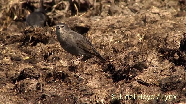 European Starling - ML201437801