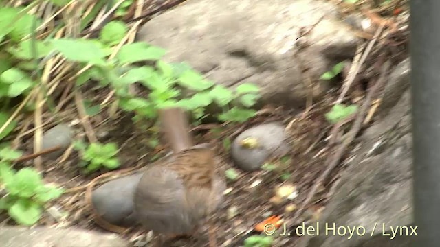 Dunnock - ML201437881