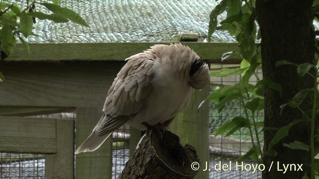 African Collared-Dove - ML201437891