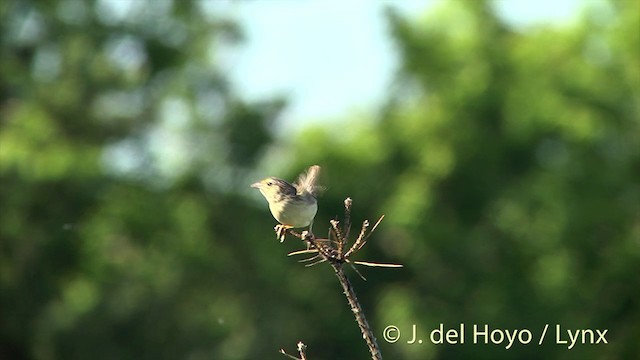 Chingolo Saltamontes - ML201437931