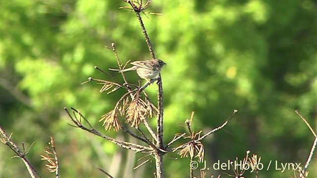 Кузнечиковая овсянка-барсучок - ML201437951