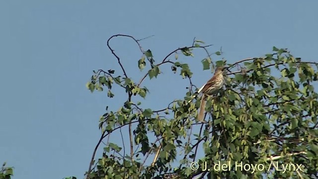 Brown Thrasher - ML201437991